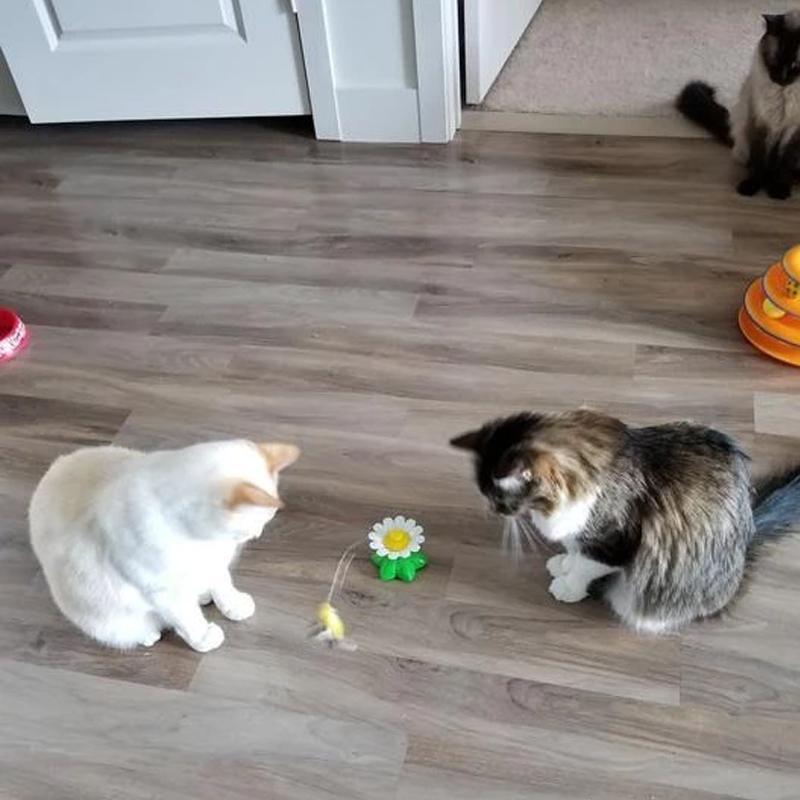 Zwei Katzen spielen mit Katzenspielzeug Blume auf Holzboden, interaktives Haustierzubehör.