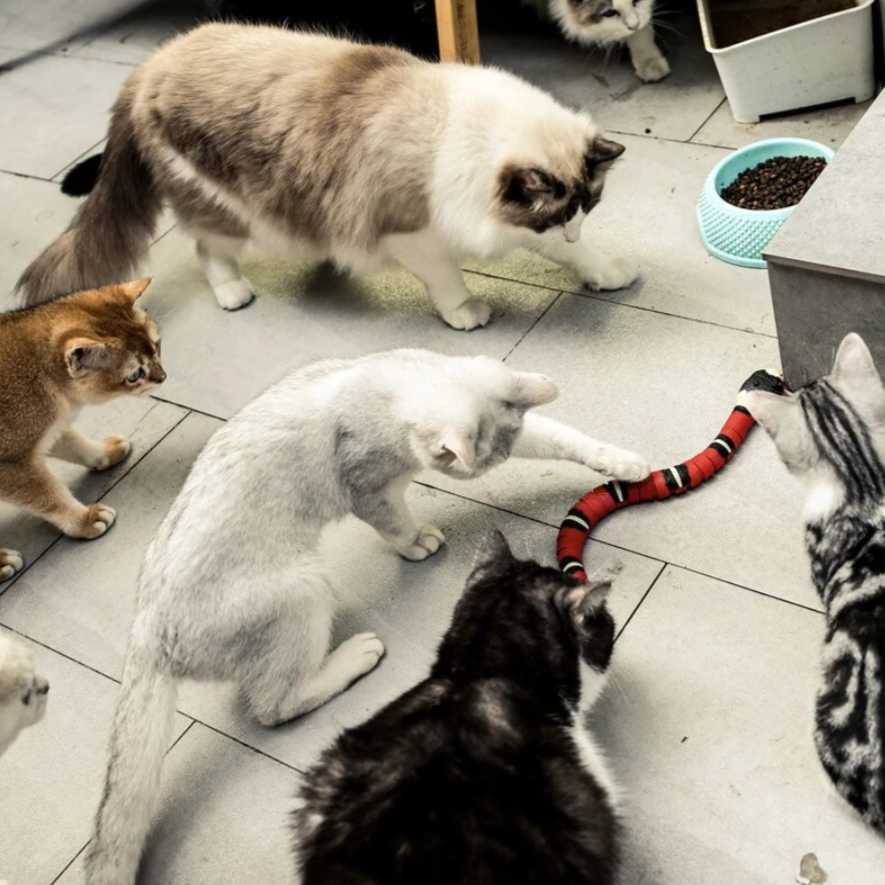 Mehrere Katzen spielen mit rotem Katzenspielzeug auf grauem Boden, Futternapf im Hintergrund.