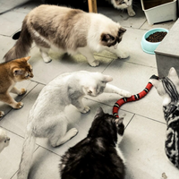 Mehrere Katzen spielen mit rotem Katzenspielzeug auf grauem Boden, Futternapf im Hintergrund.