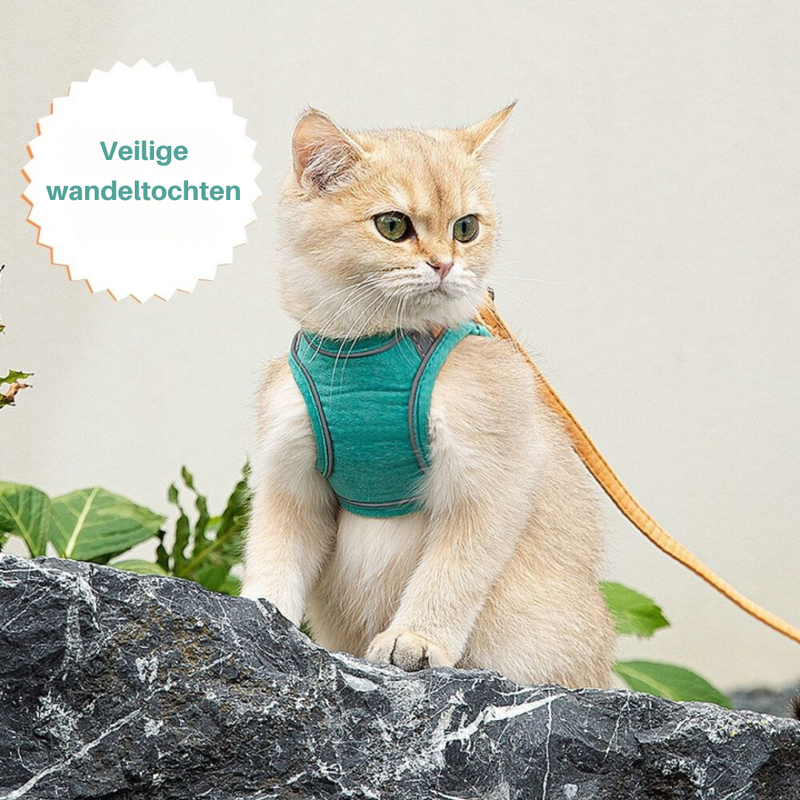 Katze mit grünem Geschirr auf Felsen, Leine, sicheres Spazieren, Haustierbedarf.