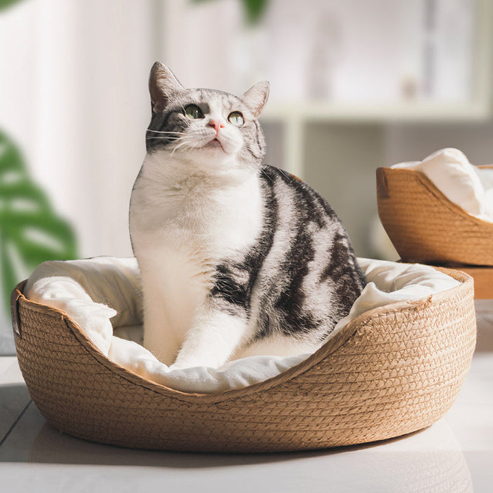 Graue Katze im geflochtenen Katzenbett aus Rattan, gemütlich, modern, Wohnzimmer, Haustierbedarf.