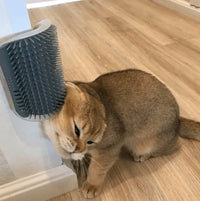 Katze reibt sich an grauer Wandbürste, Selbstpflege, Haustierpflege, Holzboden.