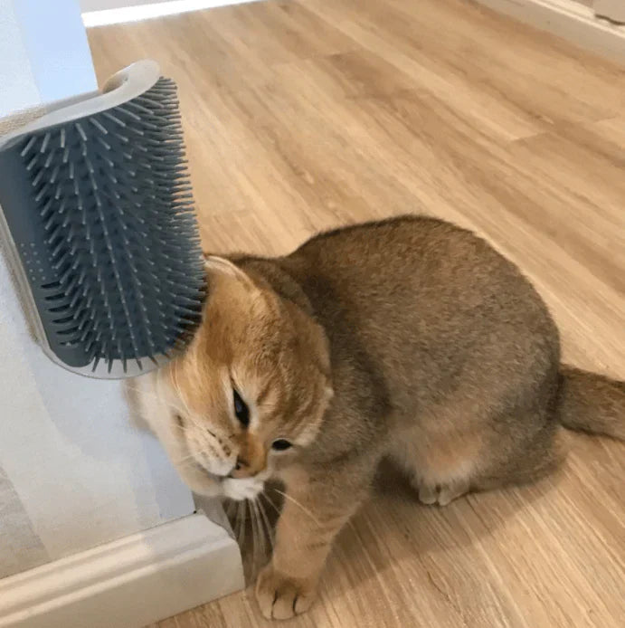 Katze reibt sich an grauer Wandbürste, Selbstpflege, Haustierpflege, Holzboden.