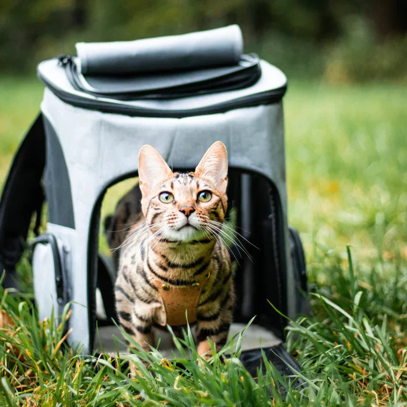 Getigerte Katze in grauem Rucksack auf Wiese, Haustierträger, Outdoor, Reisen mit Katze.