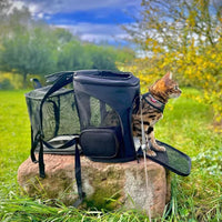 Bengalkatze in schwarzem Rucksack mit Netzfenstern auf Stein im Grünen, Haustierträger Outdoor.