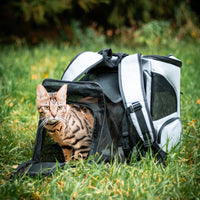 Bengalkatze in grauem Rucksack-Tragetasche im Freien, Haustiertransport, Outdoor-Abenteuer.