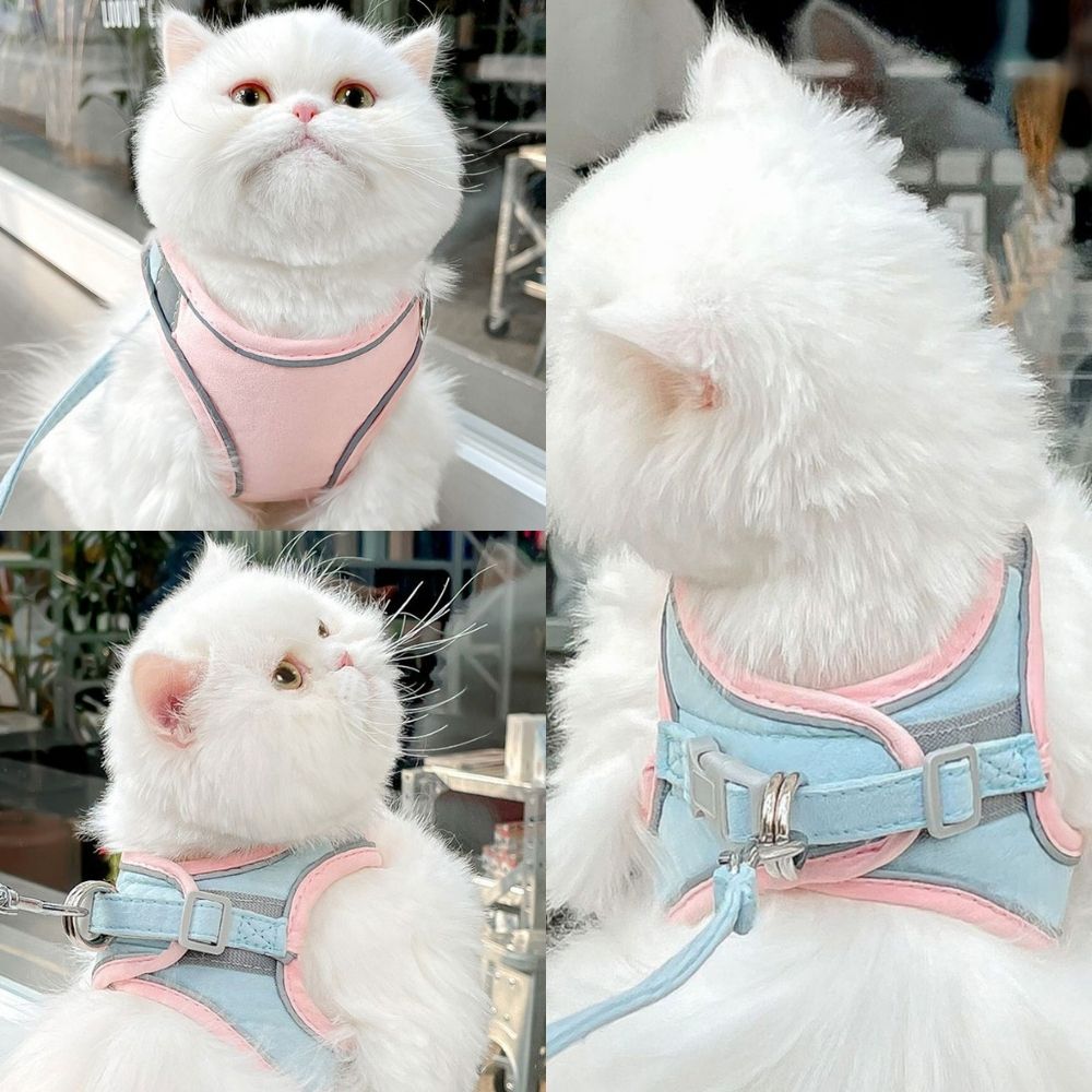 Weiße Katze im rosa-blauen Geschirr, flauschig, Haustiermode, draußen, Nahaufnahme.