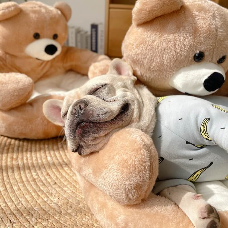 Französische Bulldogge schläft auf abnehmbarem Kuschelbär-Katzenbett, beige Plüsch, gemütlich.