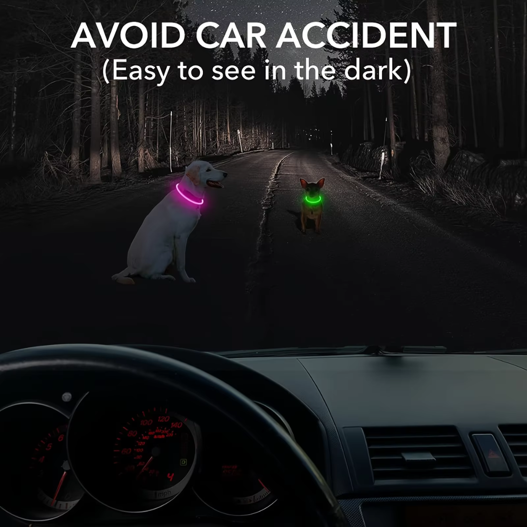 Leuchtende Hundehalsbänder, rosa und grün, nachts auf Straße, Sicherheit im Dunkeln.