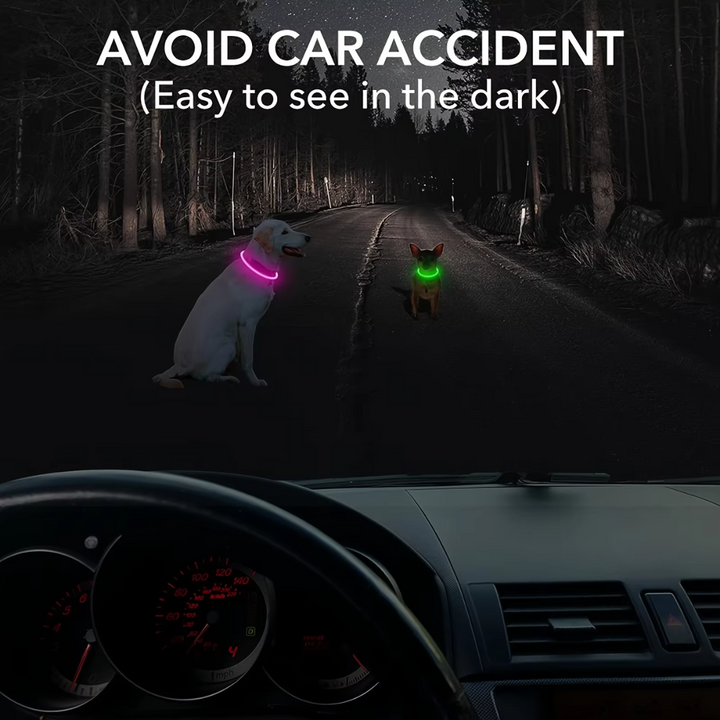 Leuchtende Hundehalsbänder, rosa und grün, nachts auf Straße, Sicherheit im Dunkeln.