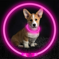 Corgi-Welpe mit leuchtendem rosa LED-Halsband, Nacht, Sicherheit, Haustierzubehör.