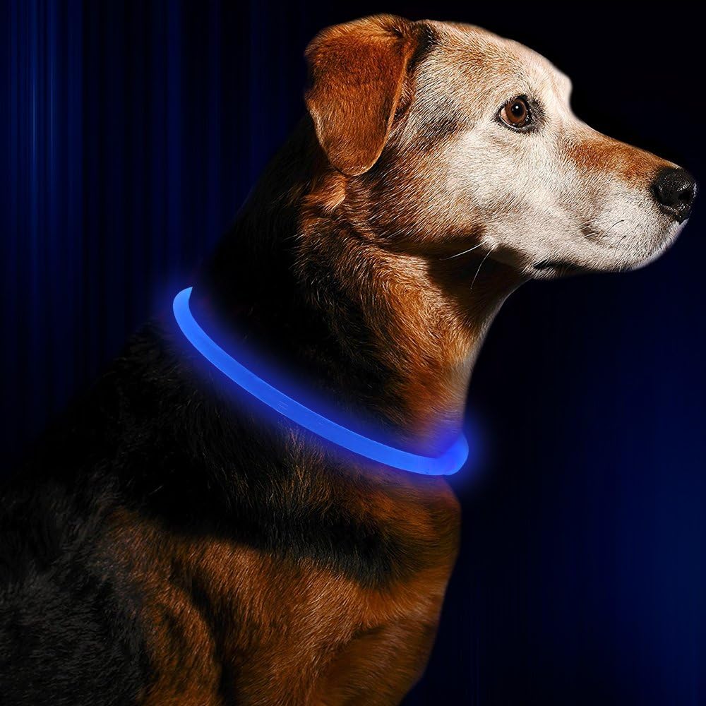 Hund mit blauem LED-Leuchthalsband, Sicherheitslicht für Nachtspaziergänge, reflektierend.