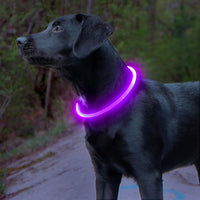 Schwarzer Hund mit leuchtendem LED-Halsband, lila, für Nachtspaziergänge im Wald.