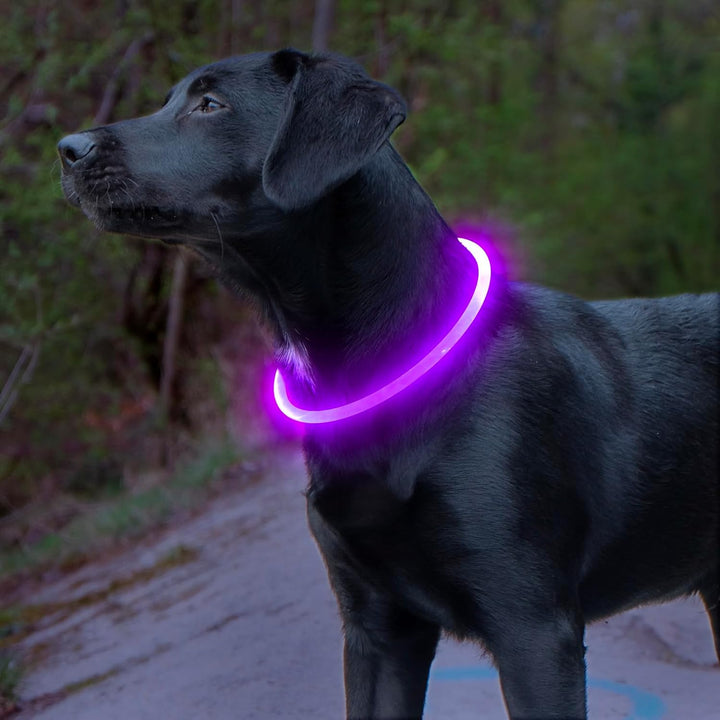 Schwarzer Hund mit leuchtendem LED-Halsband, lila, für Nachtspaziergänge im Wald.