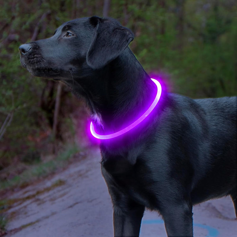 Schwarzer Hund mit leuchtendem LED-Halsband, lila, für Nachtspaziergänge im Wald.