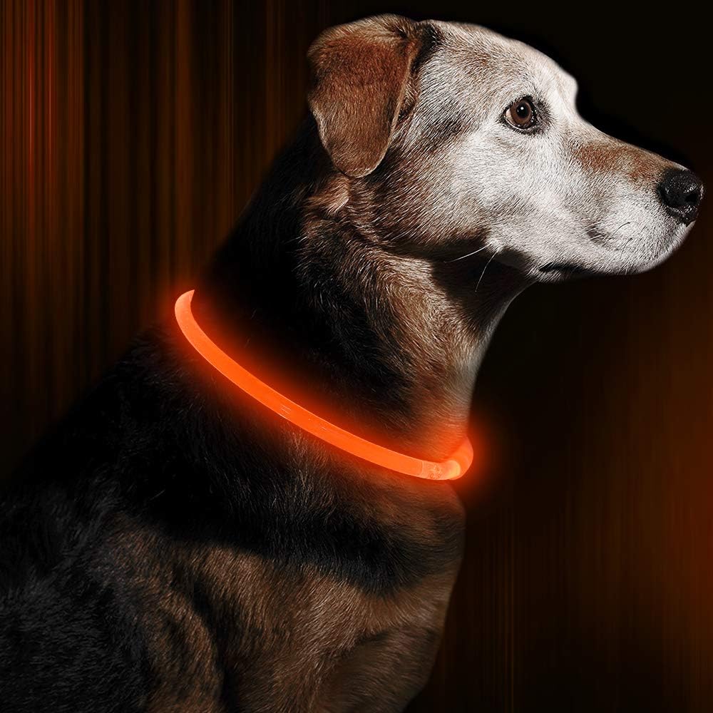 Hund mit leuchtendem LED-Halsband, orange, für Sicherheit bei Nacht, reflektierend.