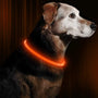 Hund mit leuchtendem LED-Halsband, orange, für Sicherheit bei Nacht, reflektierend.