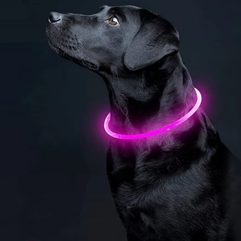 Schwarzer Labrador mit leuchtendem pinken LED-Halsband, Nacht, Hundezubehör, Sicherheit.