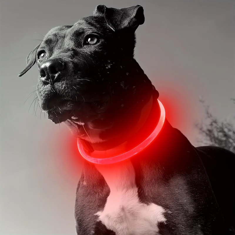 Schwarzer Hund mit leuchtendem LED-Halsband, Nacht, Sicherheit, reflektierend, Haustierzubehör.