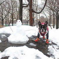 Französische Bulldogge im Schnee mit rotem Mantel und Stiefeln neben kleinem Schneemann.