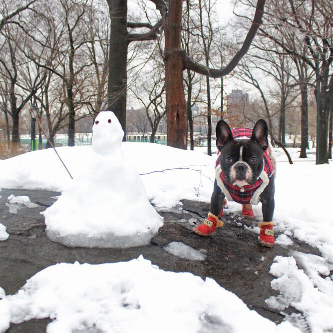 Französische Bulldogge im Schnee mit rotem Mantel und Stiefeln neben kleinem Schneemann.